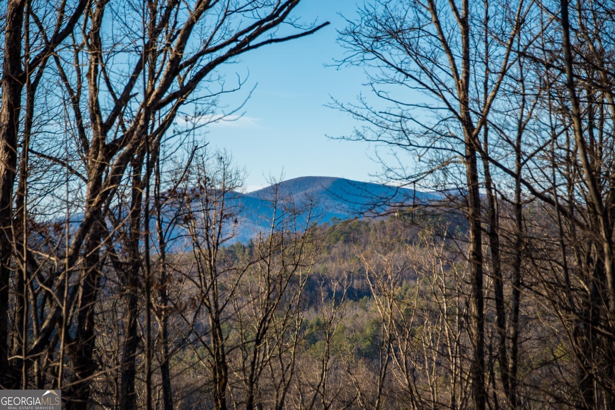 a view of a forest filled with trees