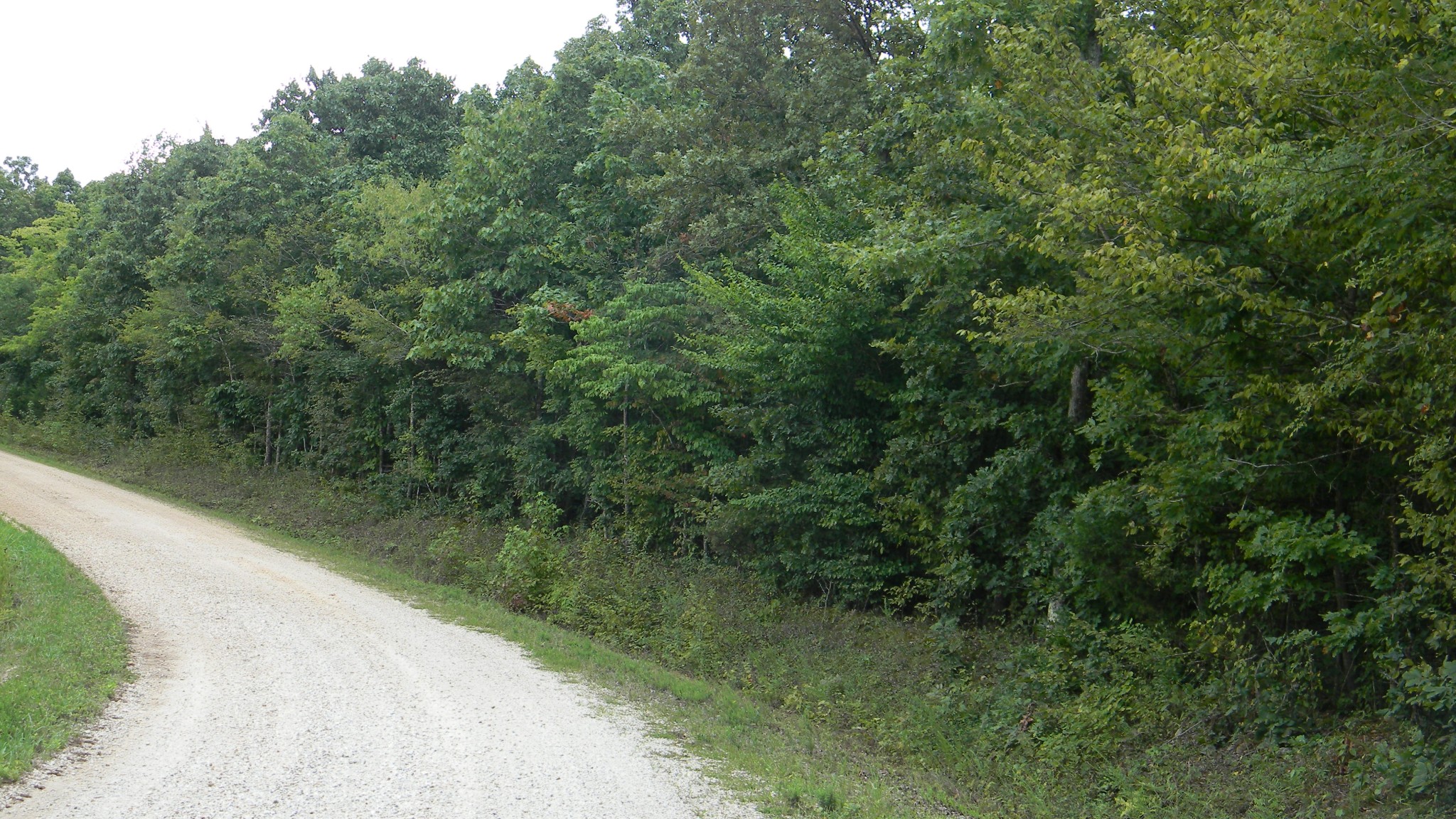 a view of a forest with a street