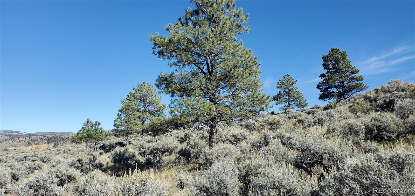 a view of a bunch of trees and bushes