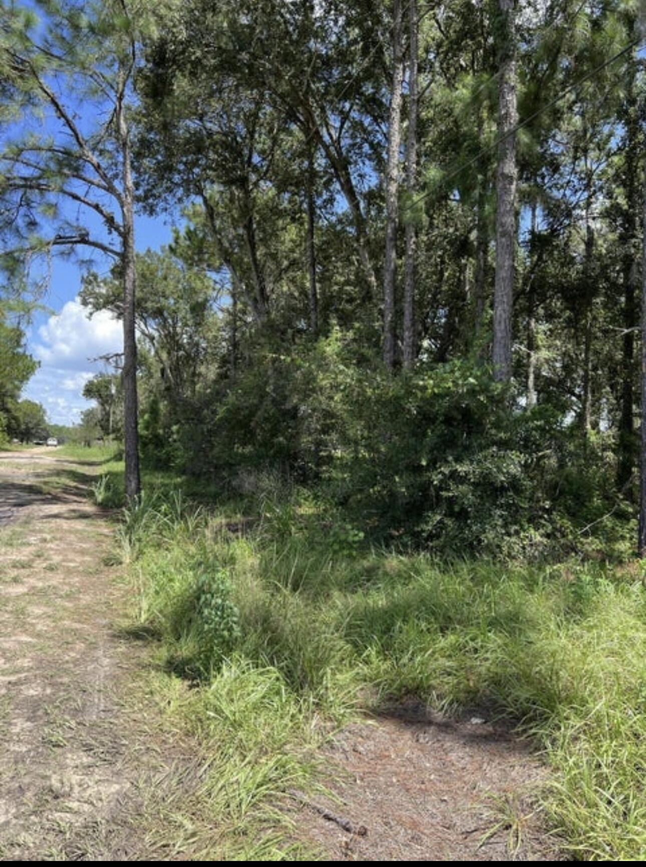 a view of a yard