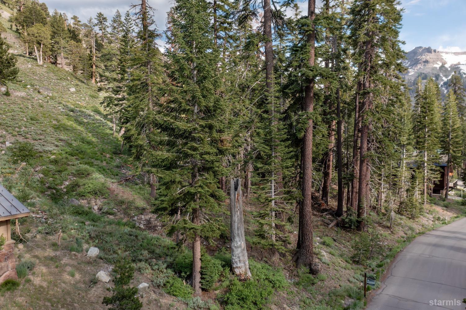 a view of a forest with trees in the background