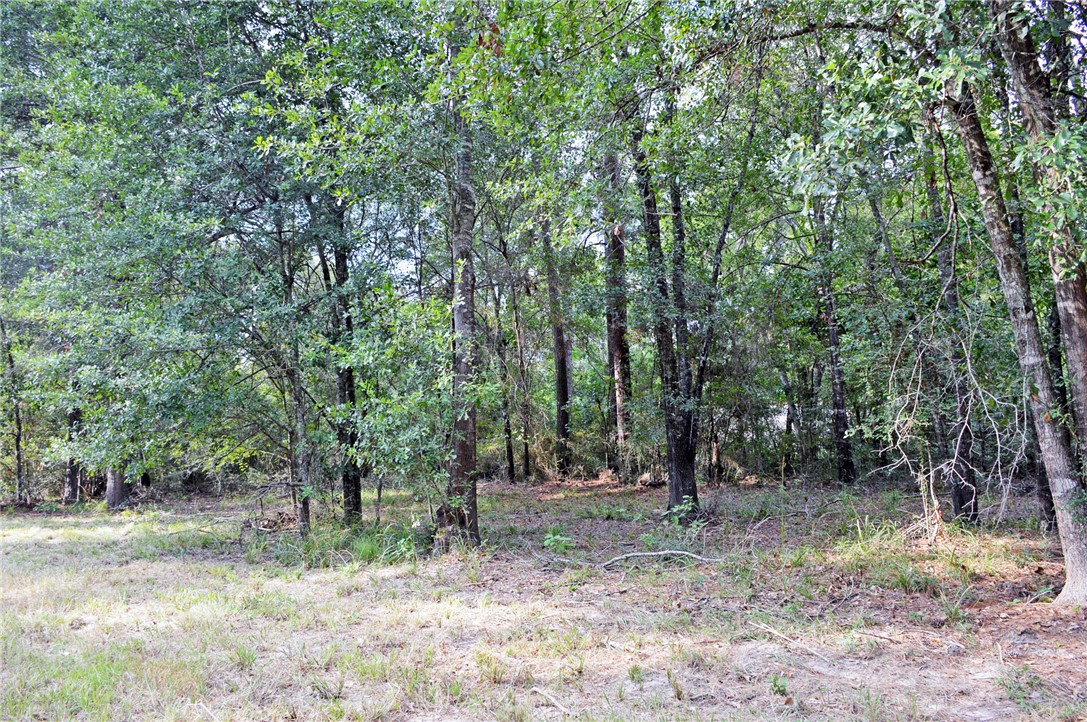 a view of outdoor space and tree