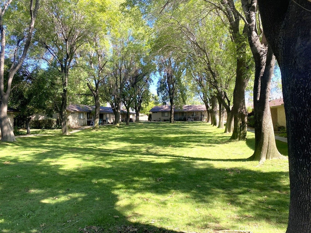 a view of a park with large trees