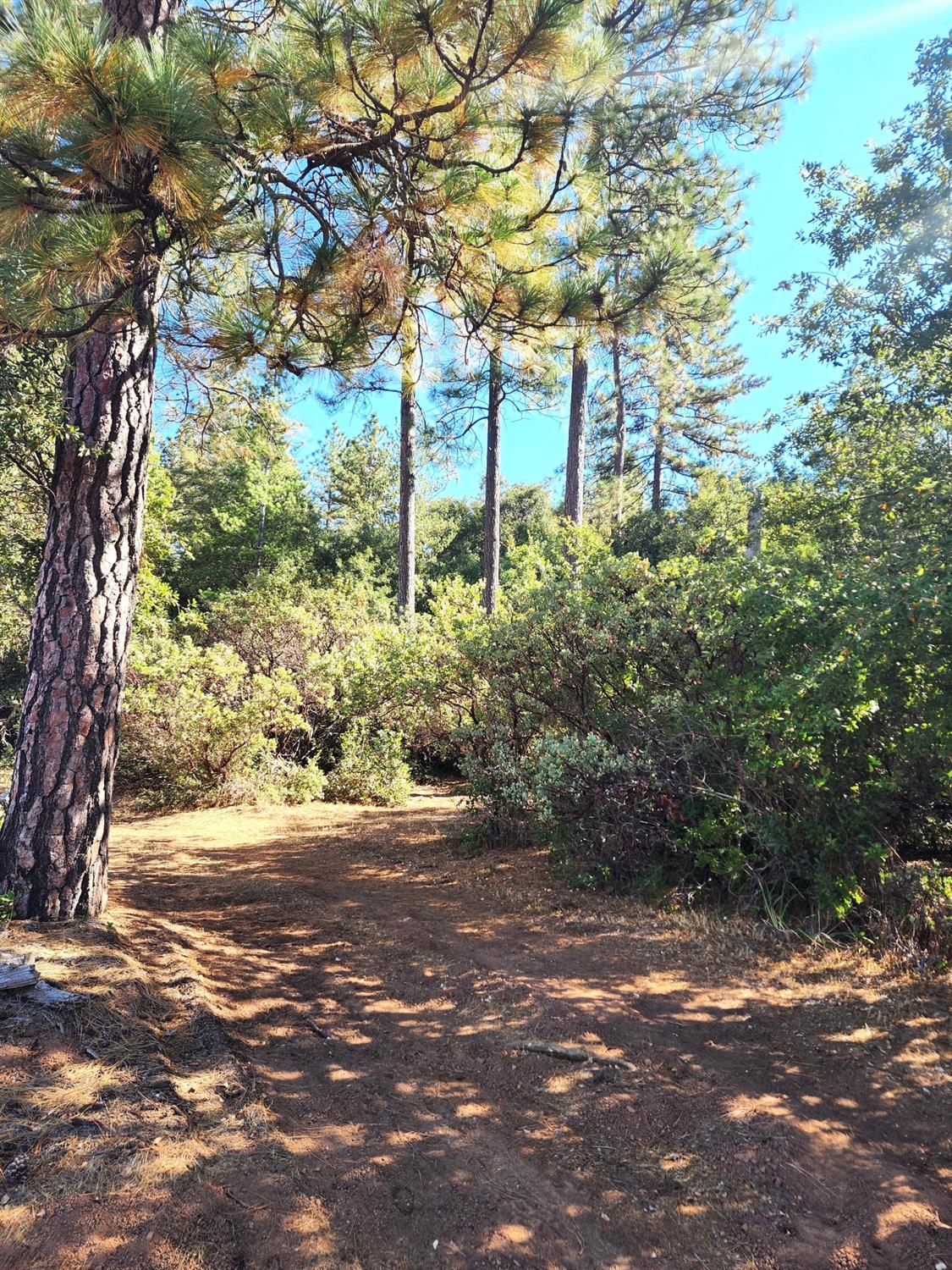 a view of a yard with plants and trees