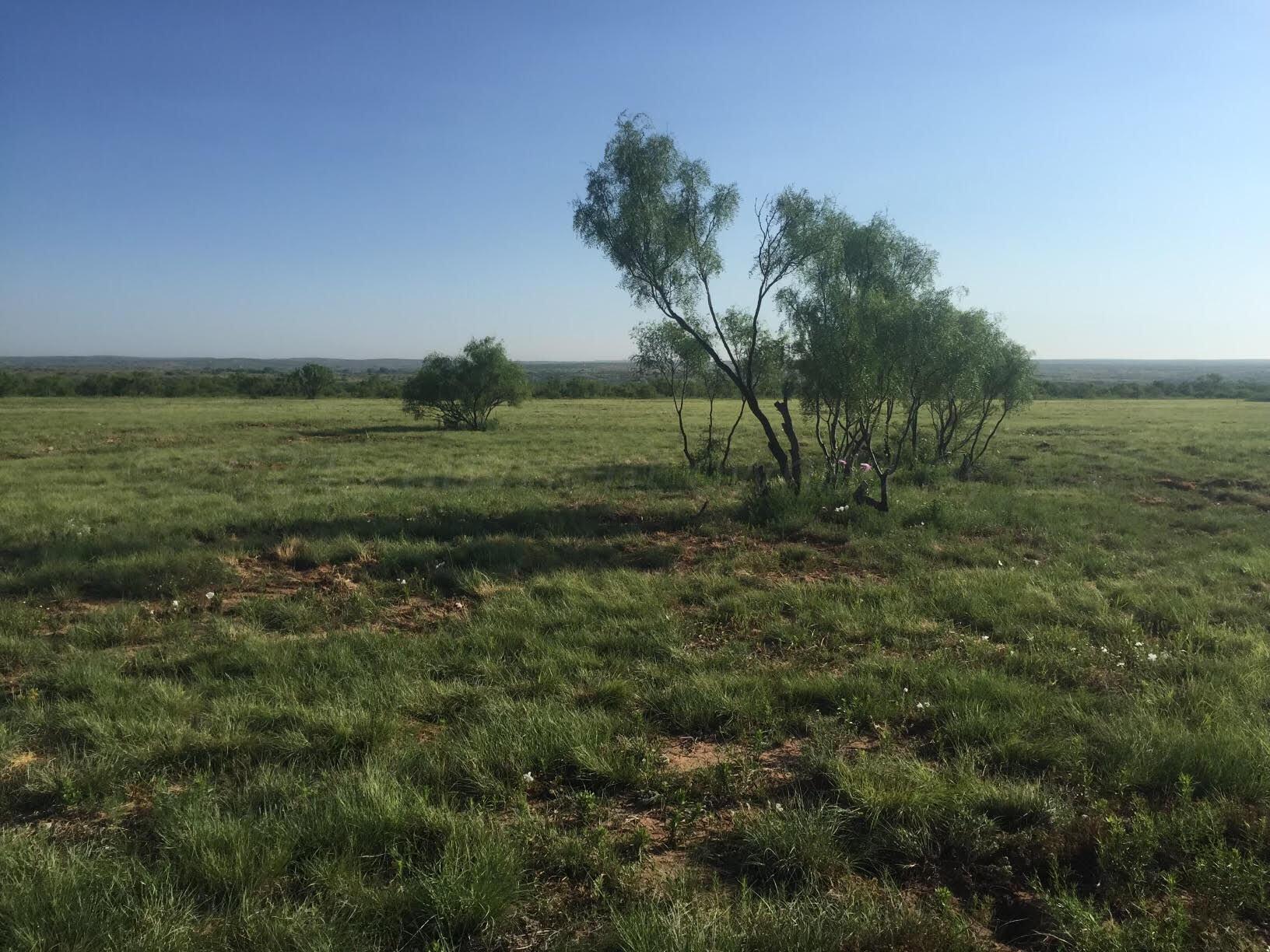 a view of a field with an trees