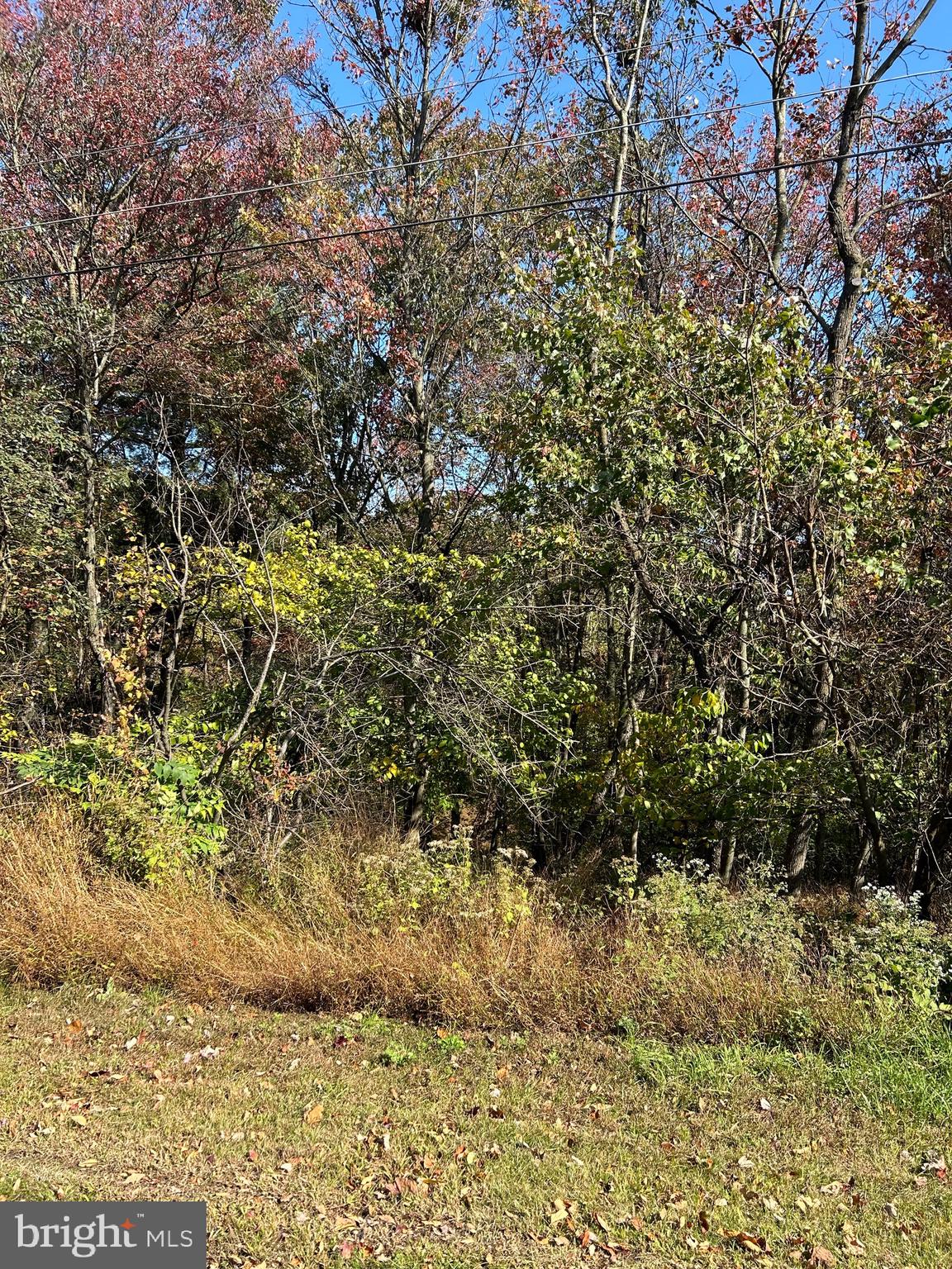 a view of a yard