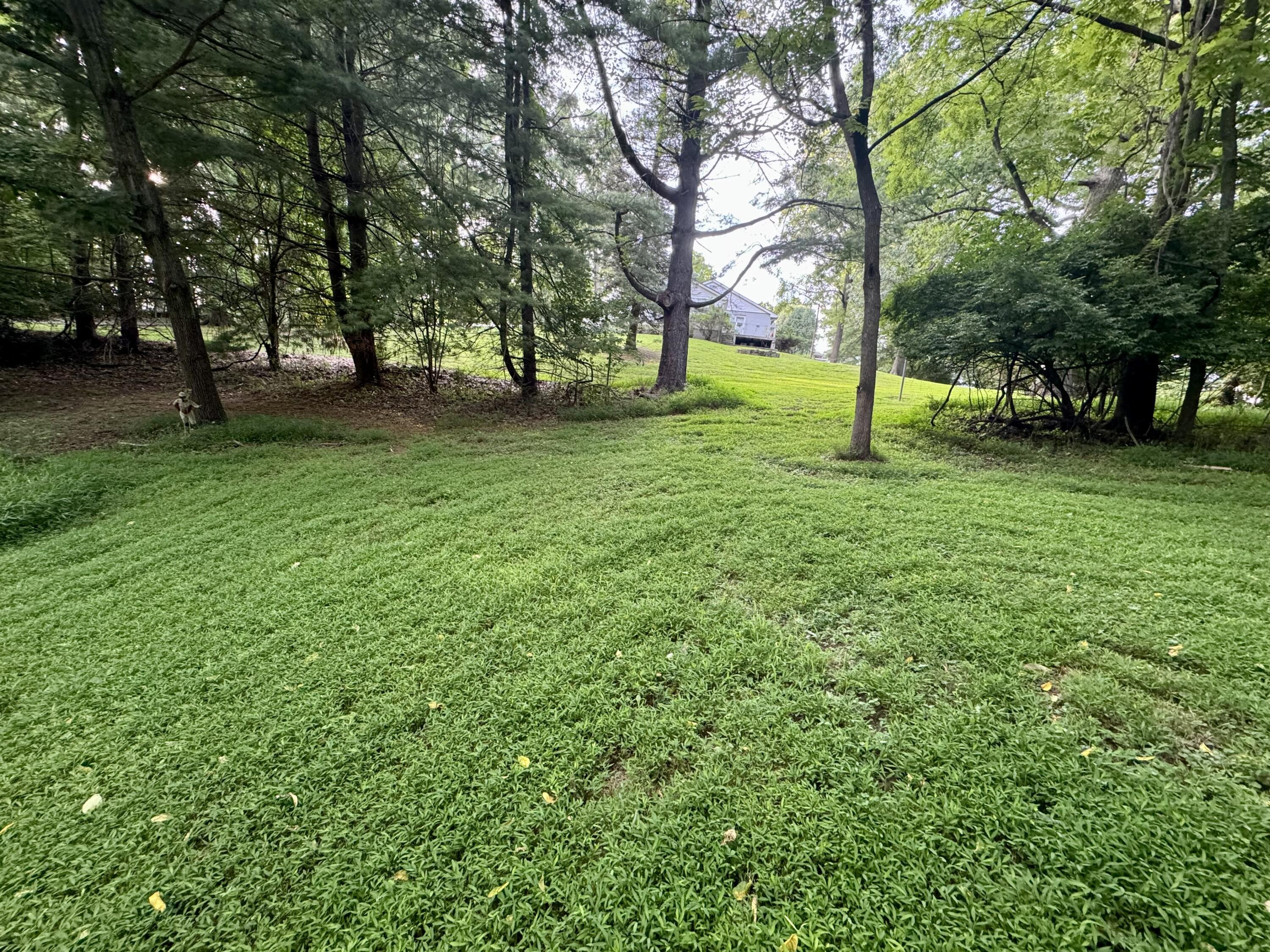 a view of park with trees