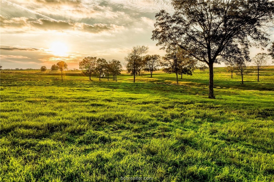 a view of a large trees with lots of green space