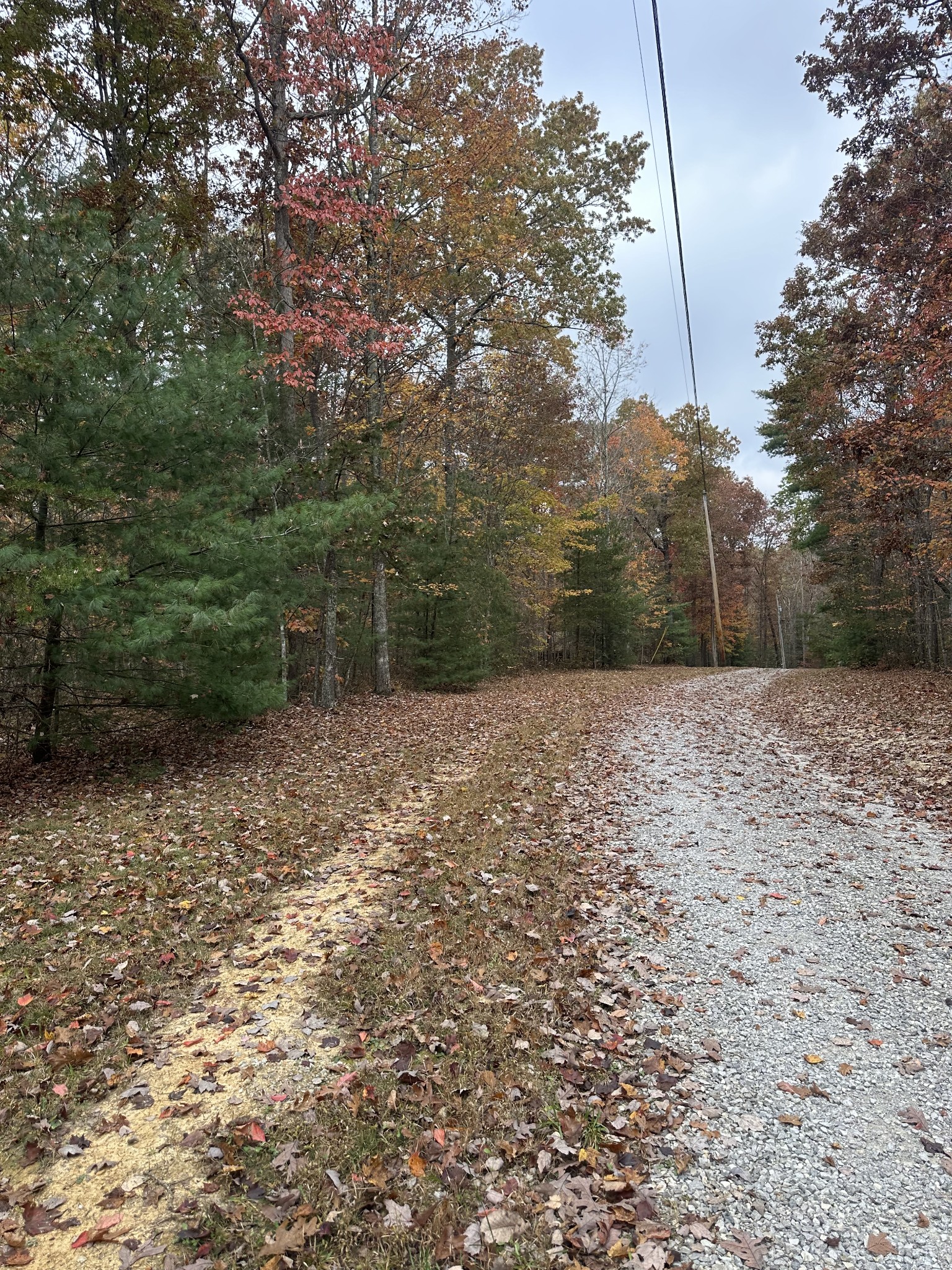 a view of a yard with trees