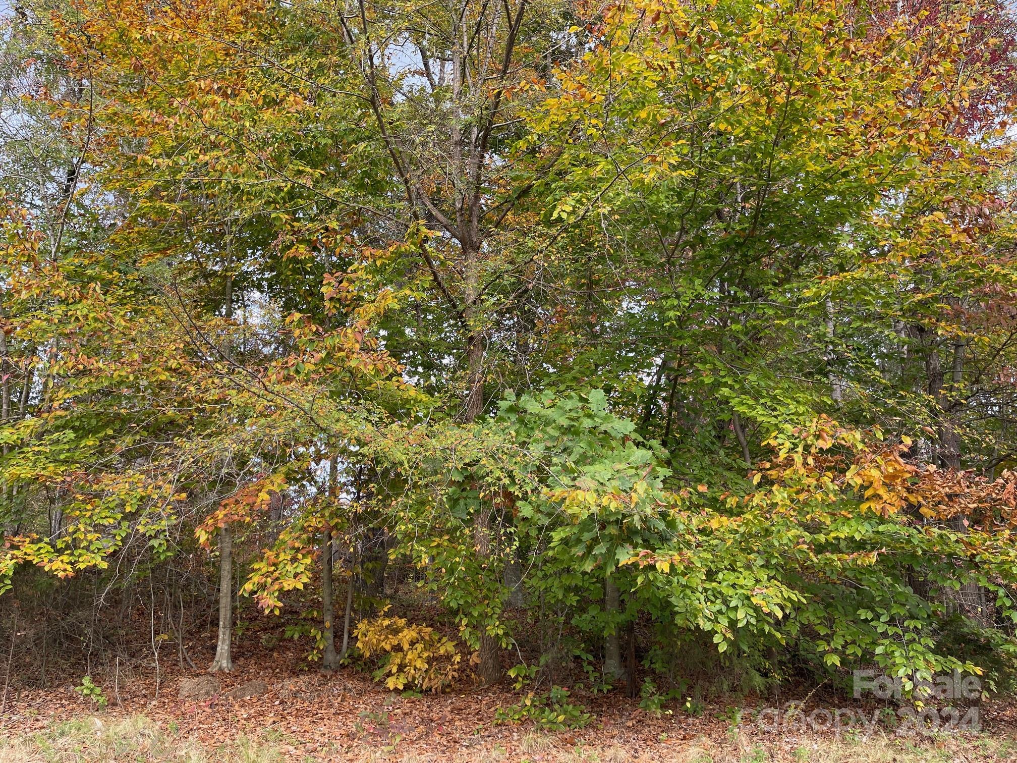 a view of a tree with a tree