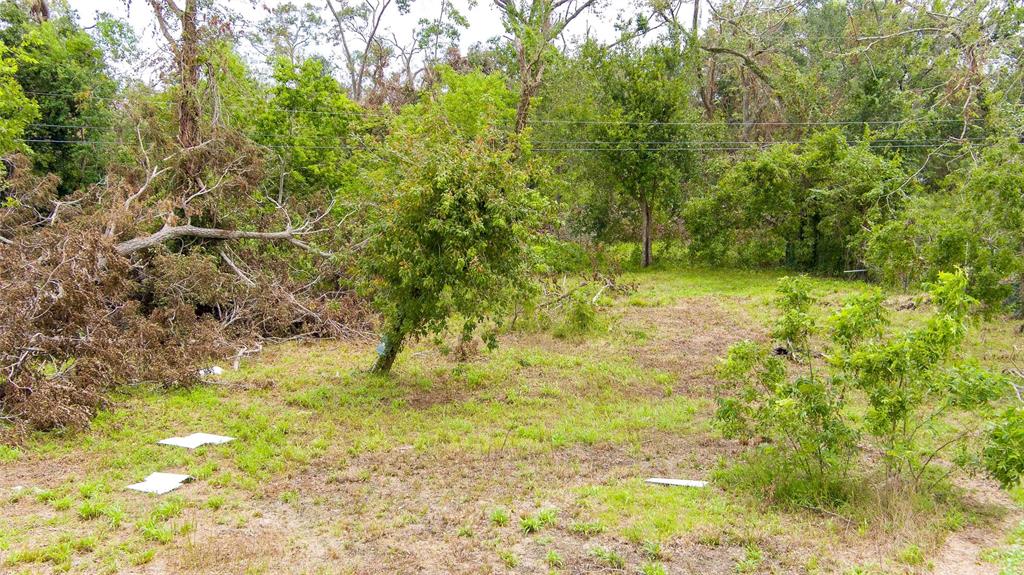 a view of a yard with plants and large trees