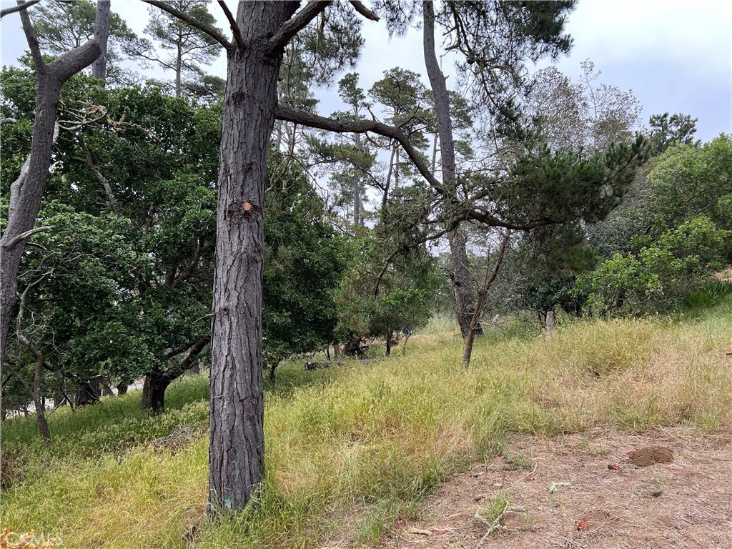 a view of a yard with a tree