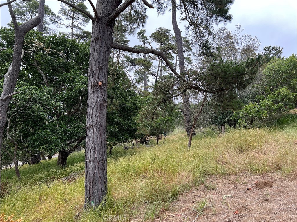 a view of a yard with a tree