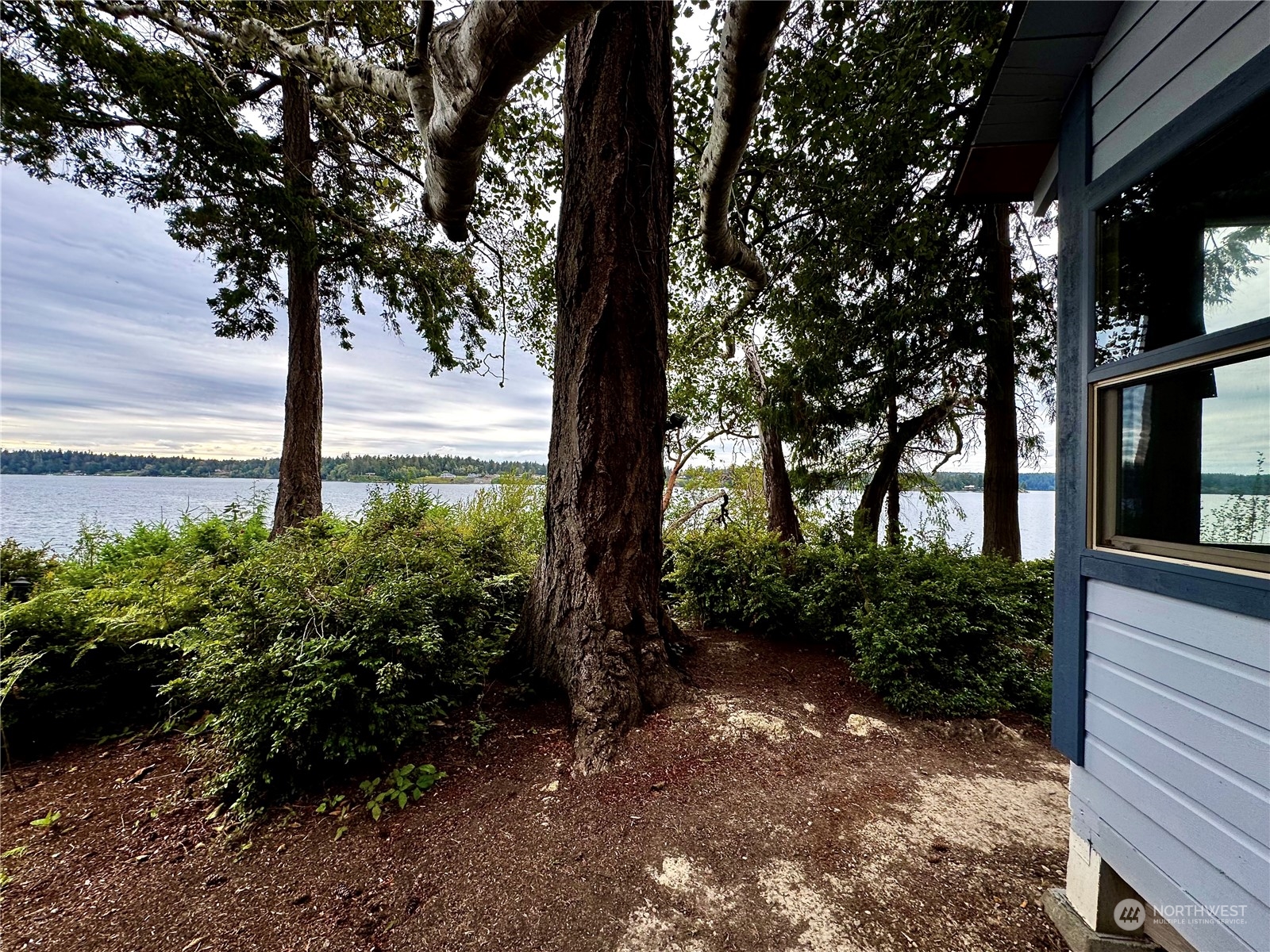 a tree in a yard next to a building