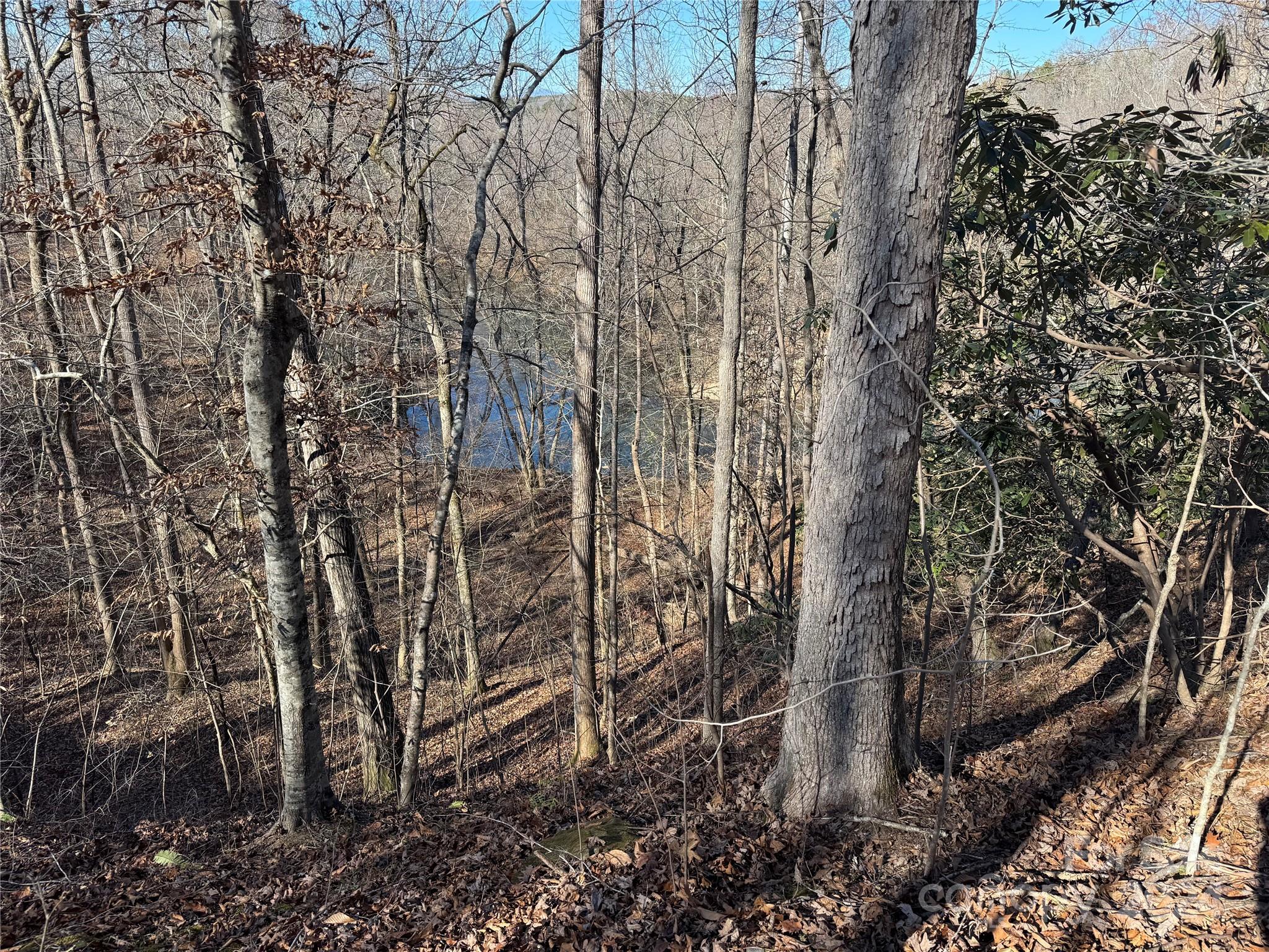 a view of a yard with lots of trees