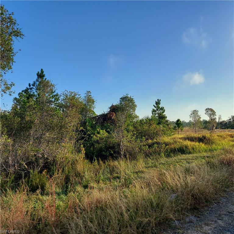 a view of a bunch of trees in a field