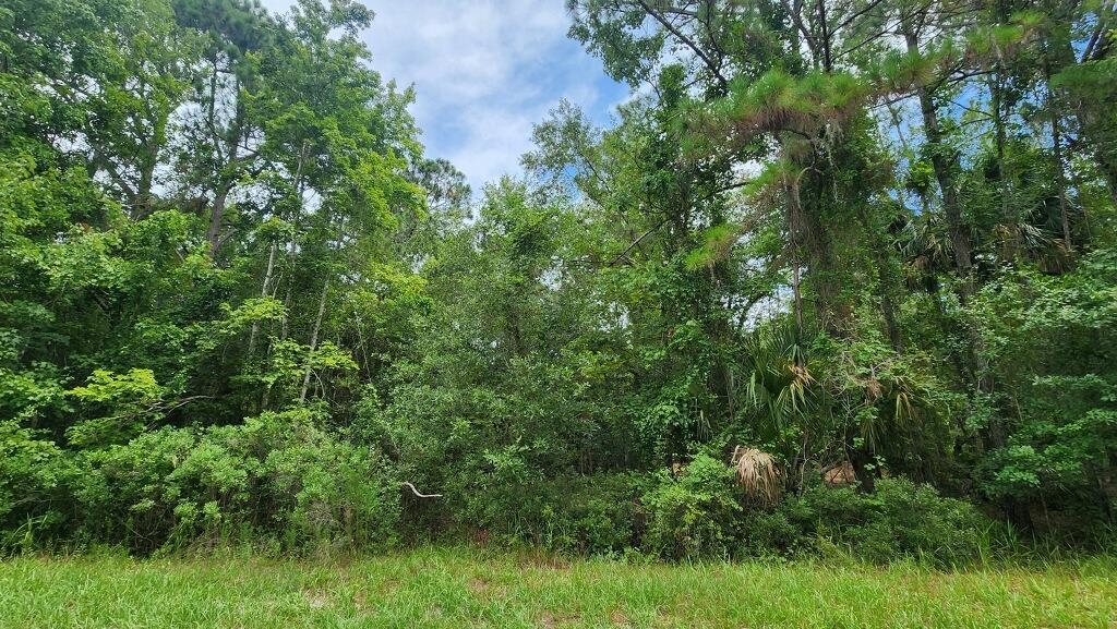 a view of a lush green forest