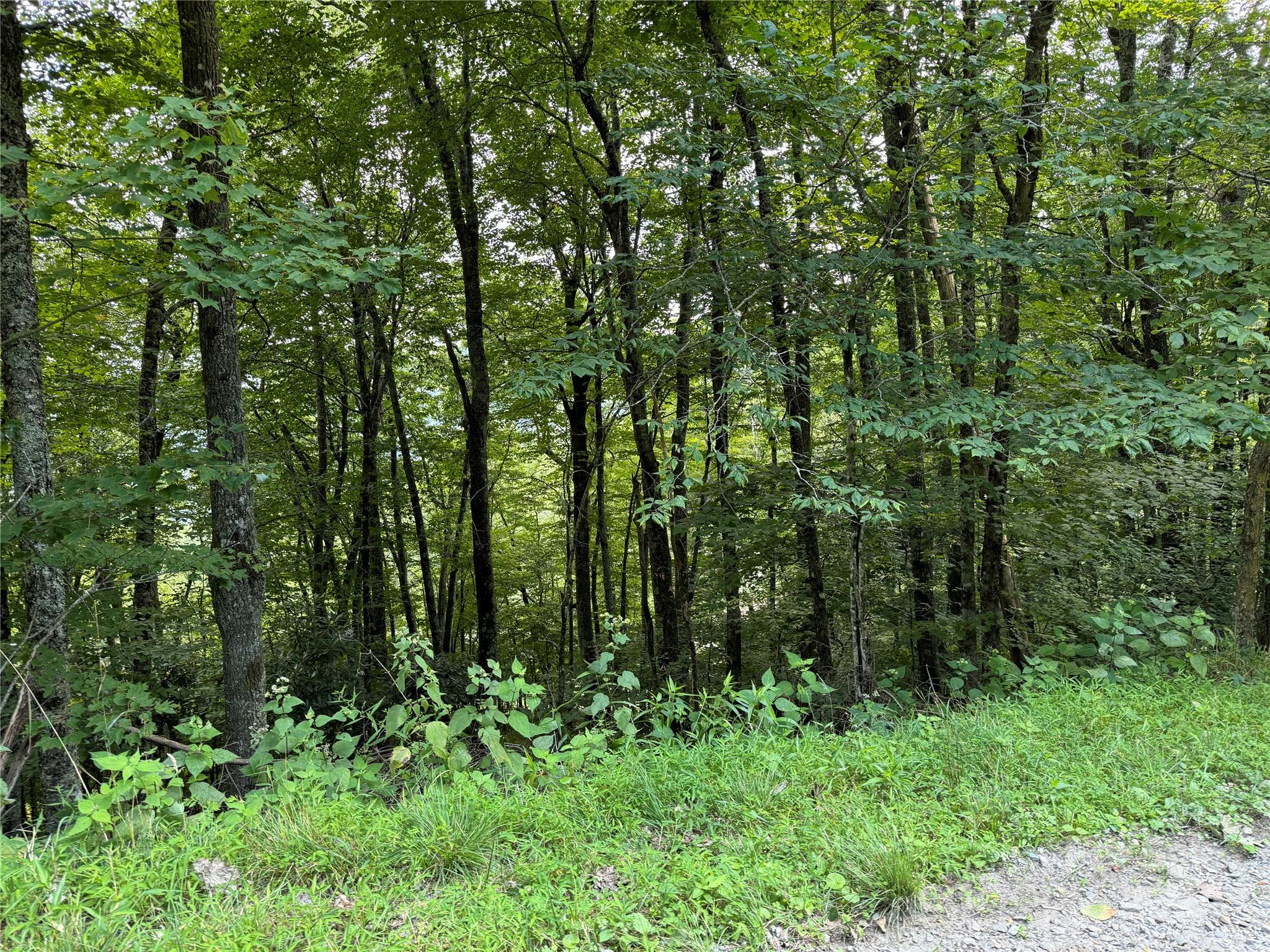 a view of forest