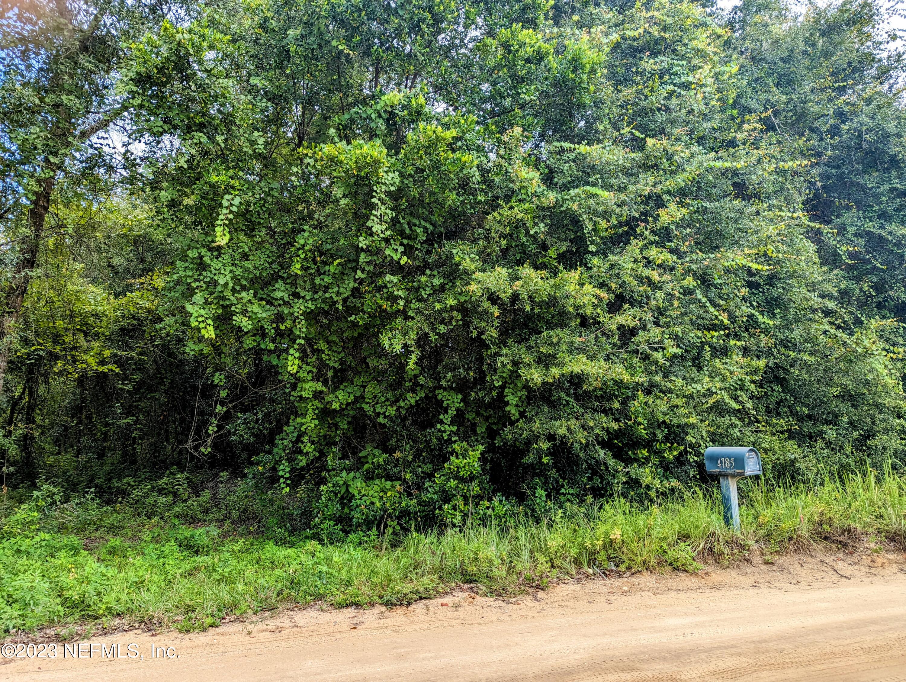 a view of a lush green forest