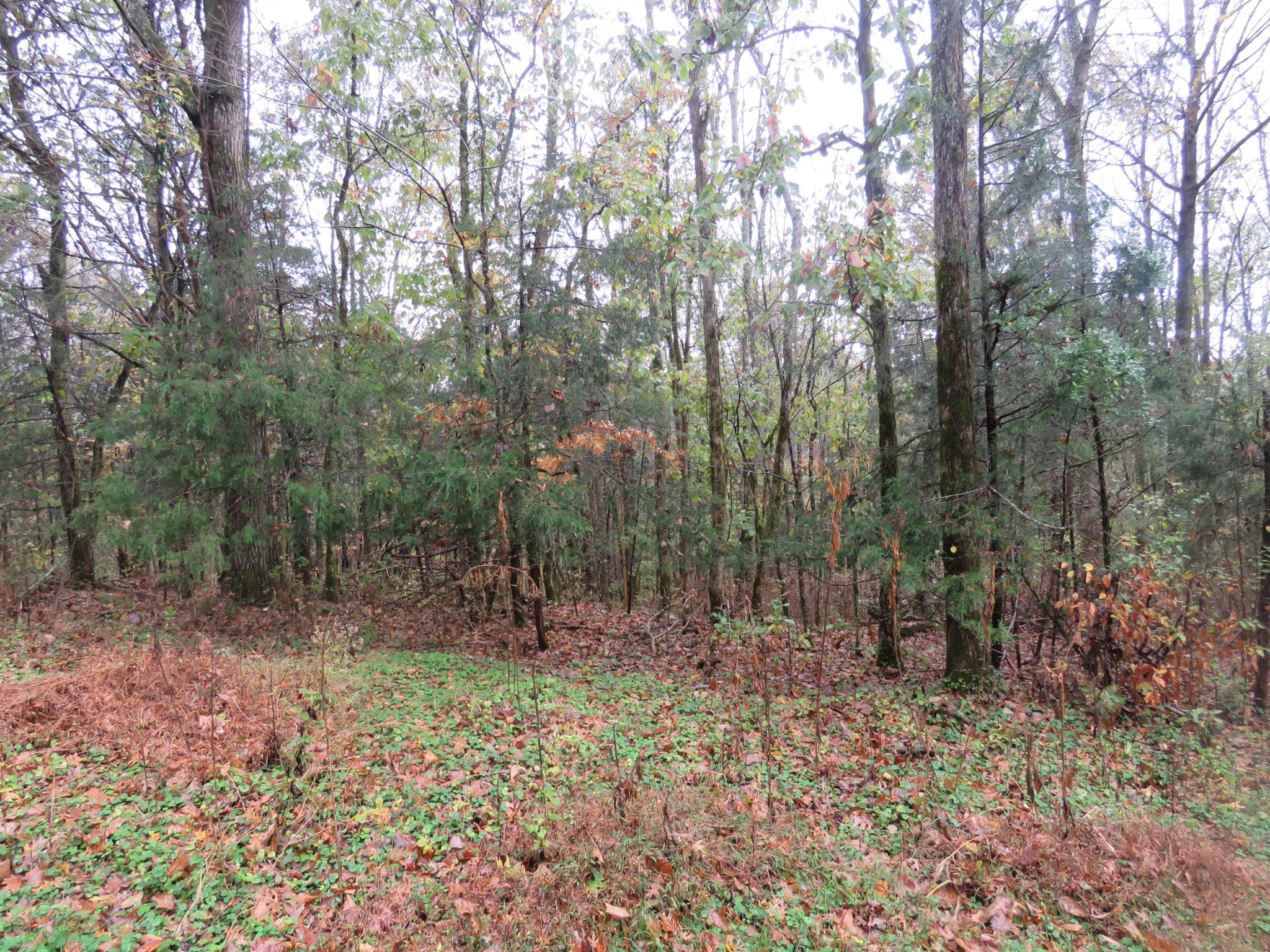 a view of outdoor space with trees