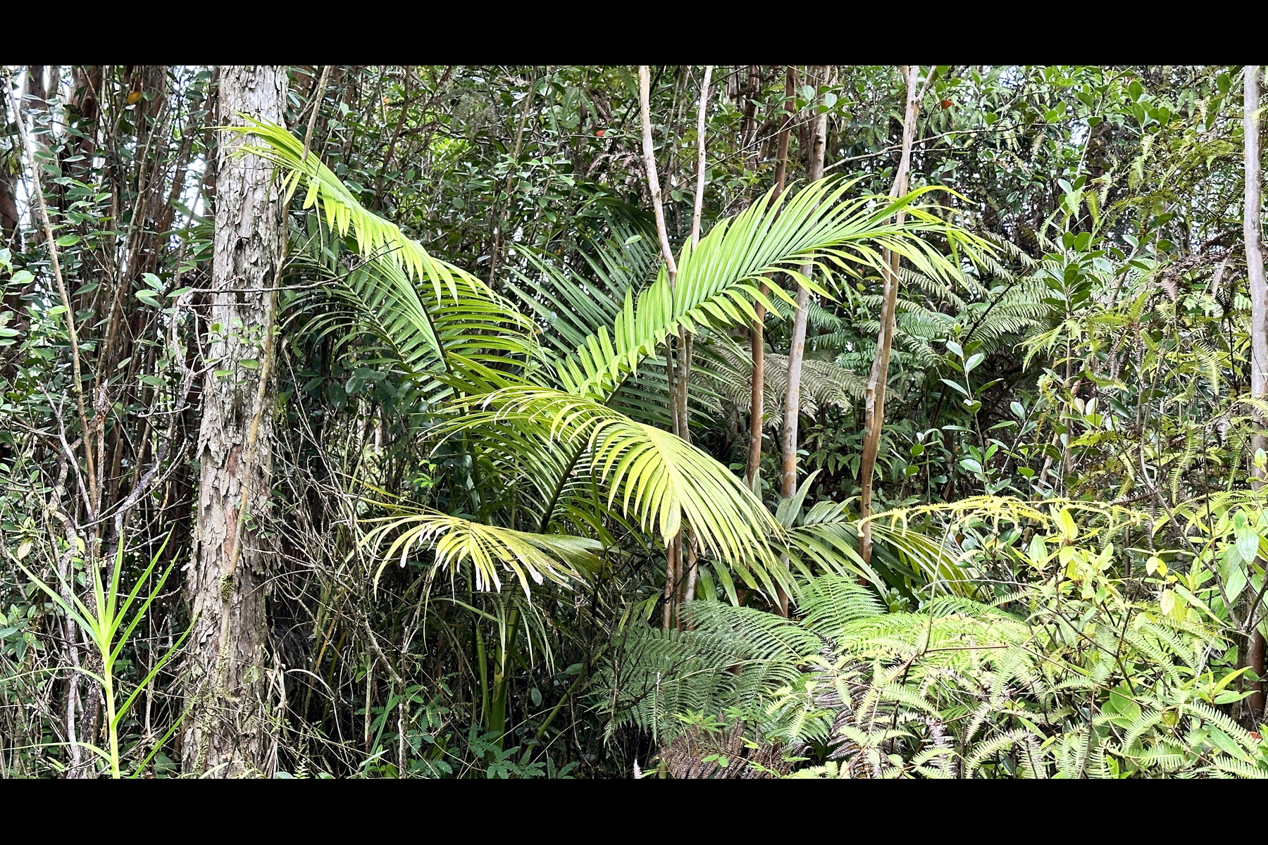 a view of a plant in a garden