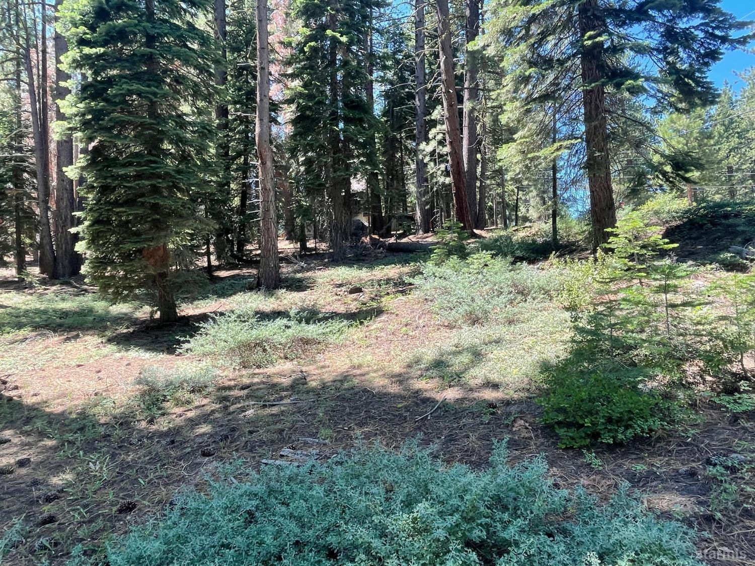 a view of a yard with plants and trees