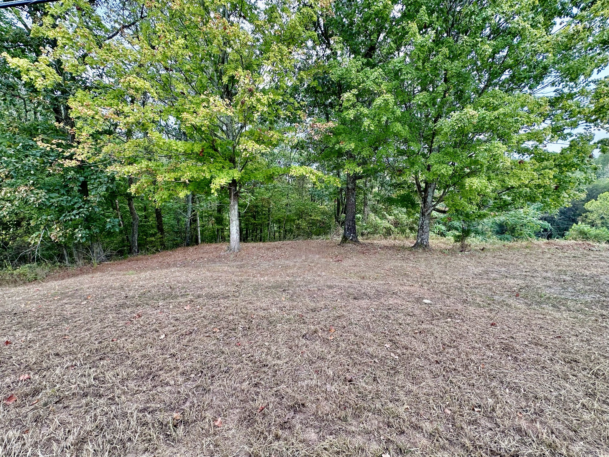 a view of a yard with a tree