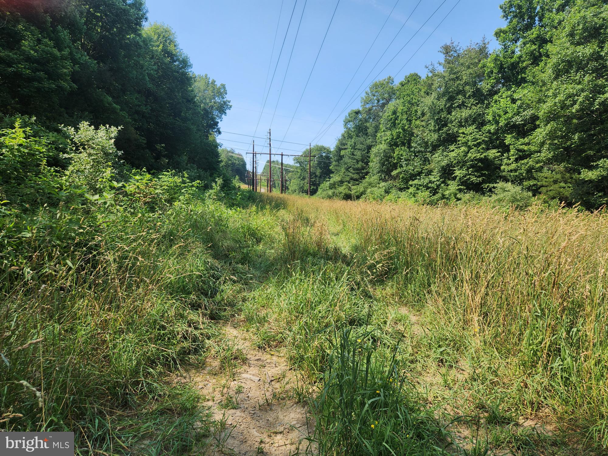 a view of a lush green forest