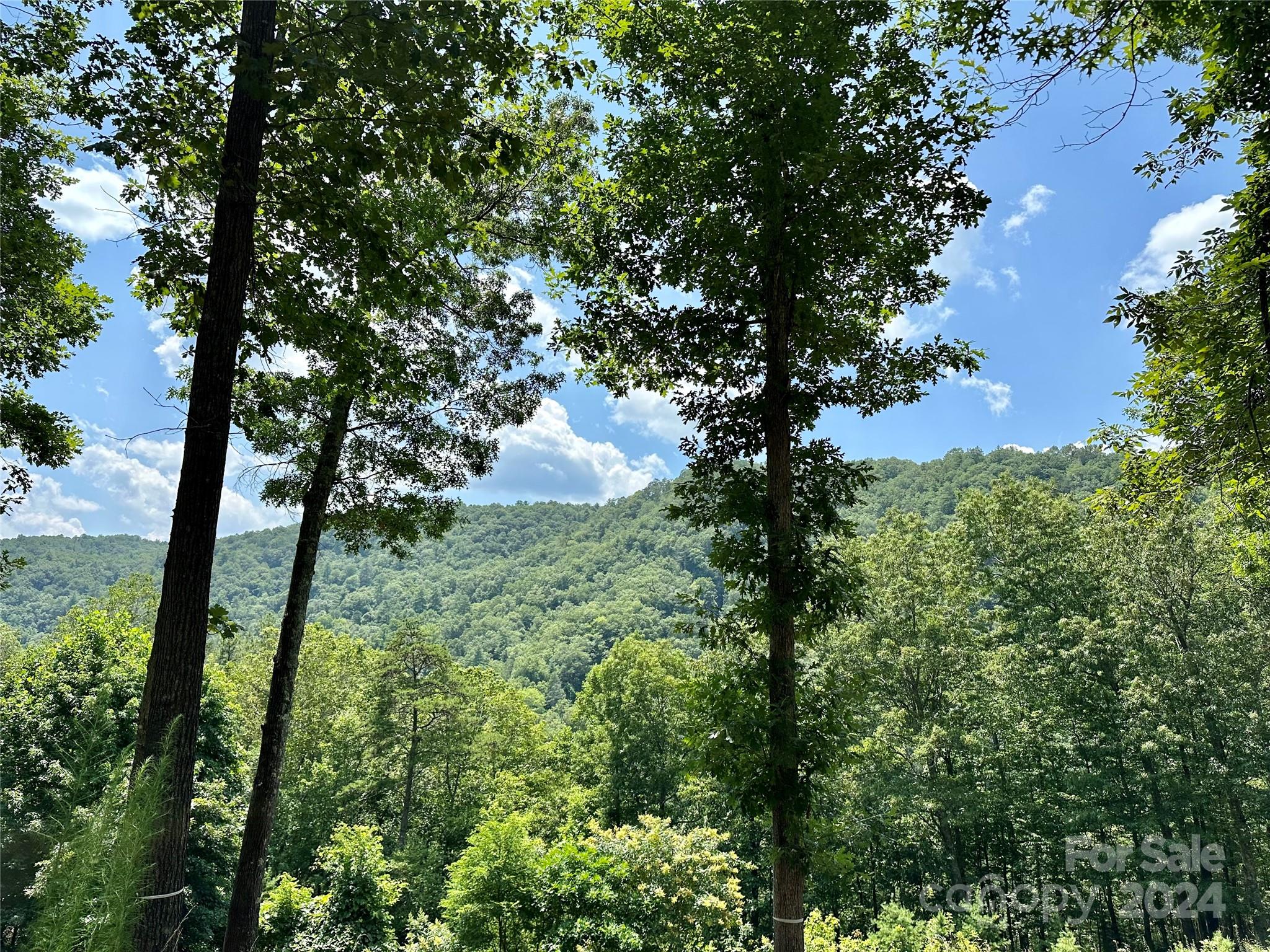 a view of lush green forest