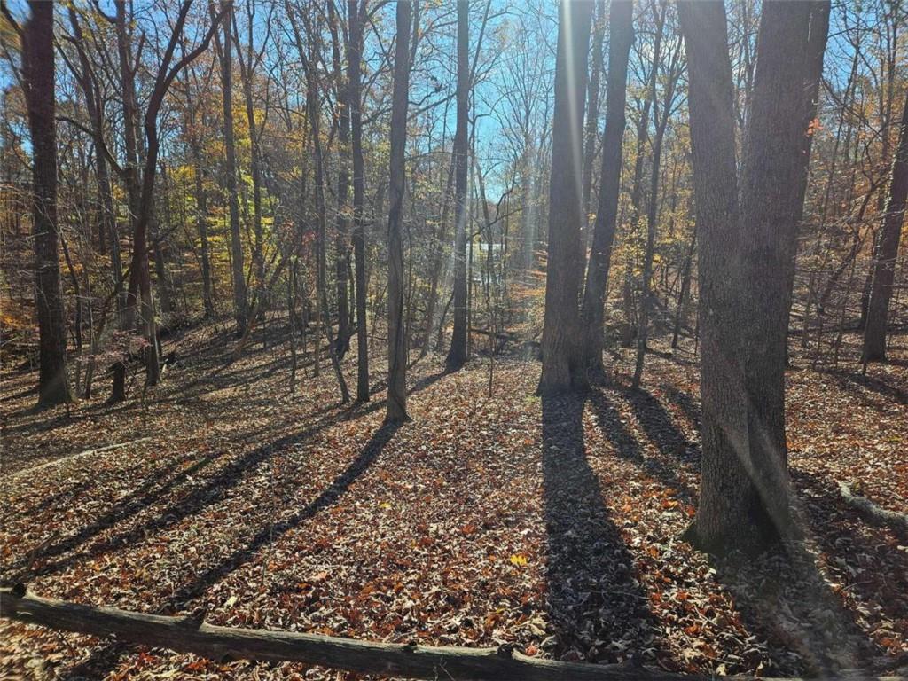 a view of a yard with trees