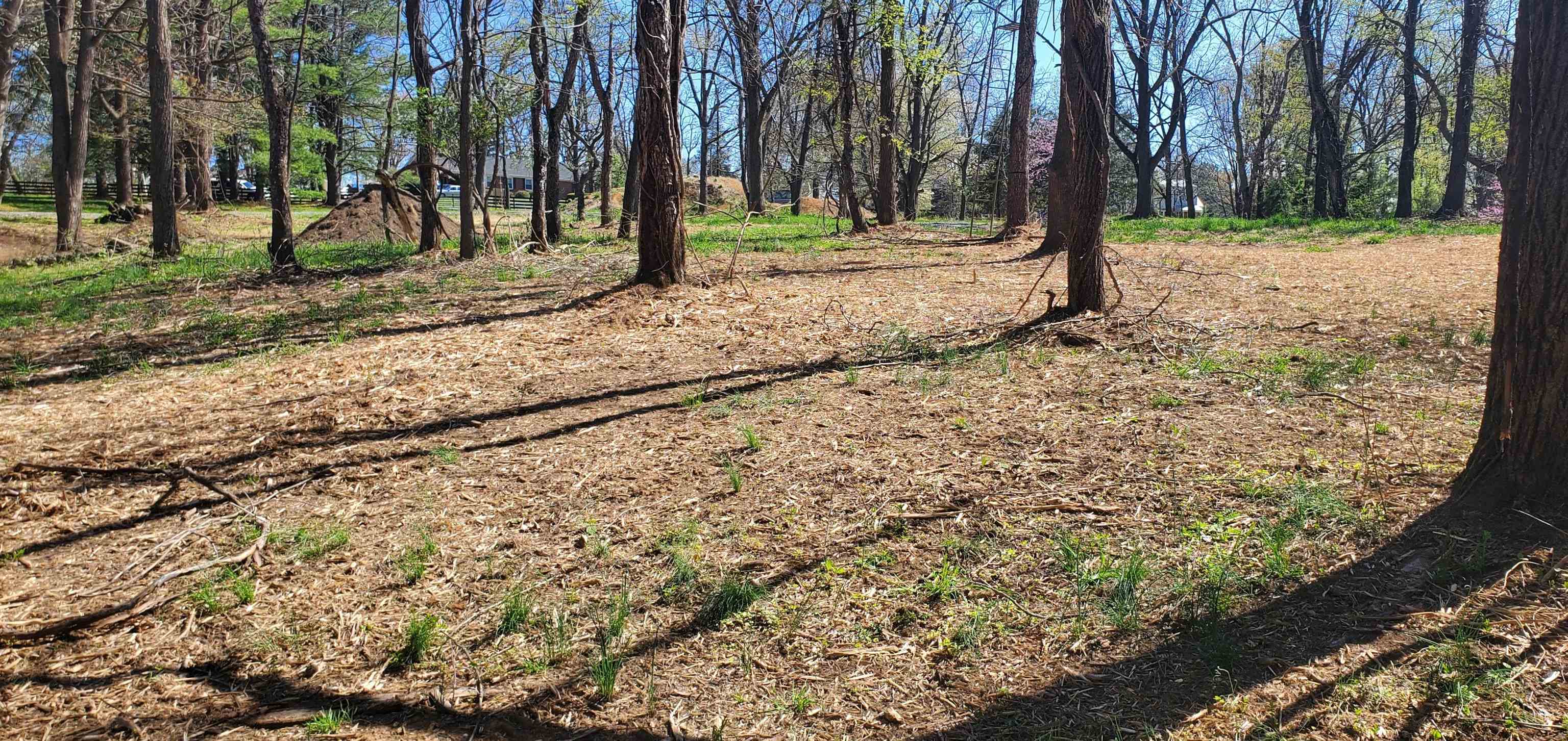 a view of a backyard with large trees