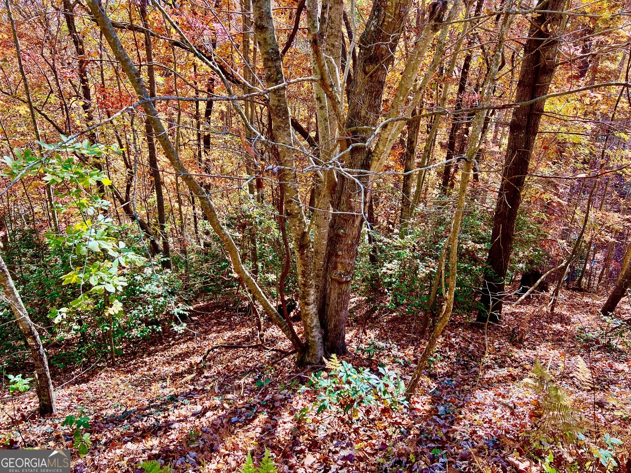 a view of a tree