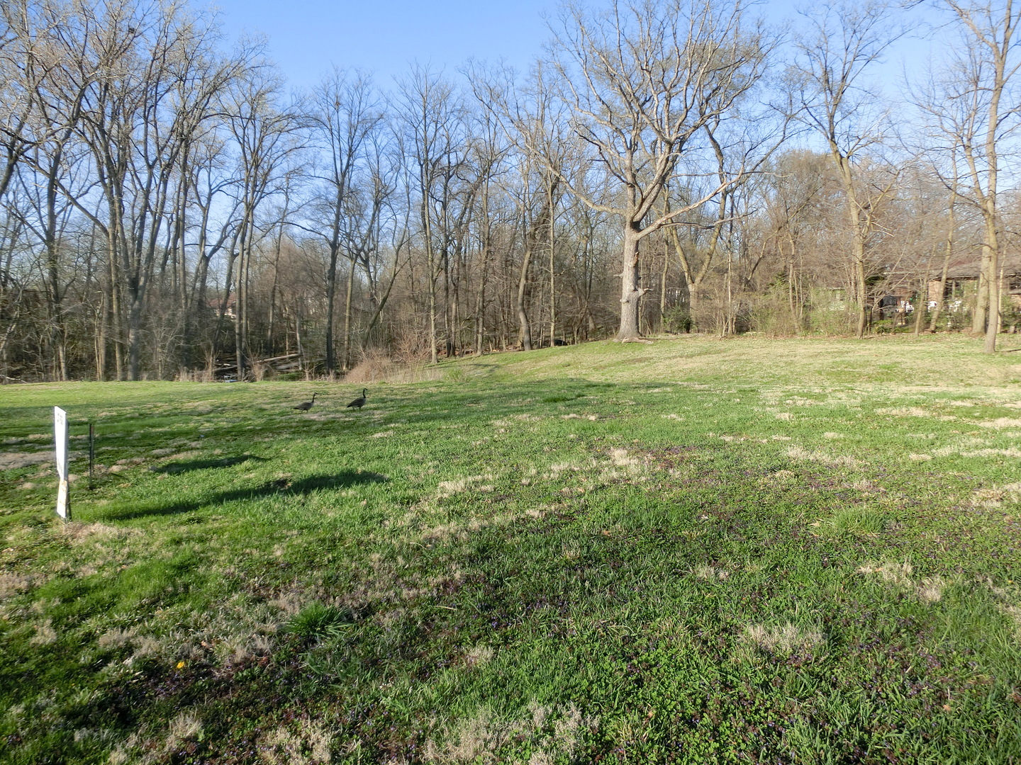 a big yard with lots of green space and trees