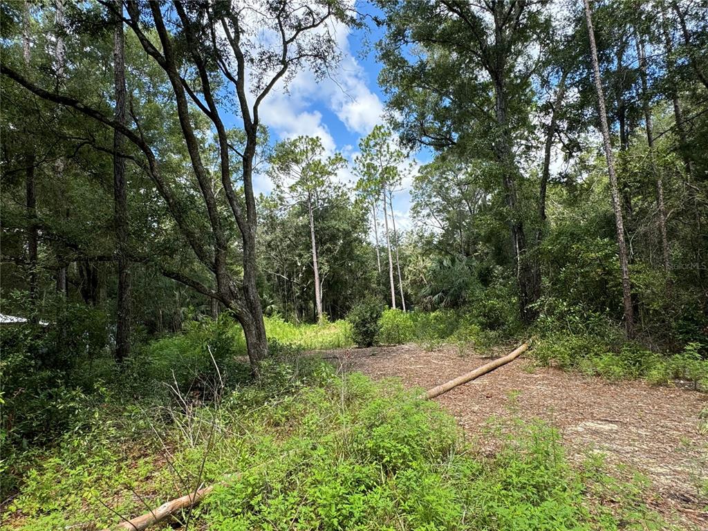 a view of outdoor space with trees all around