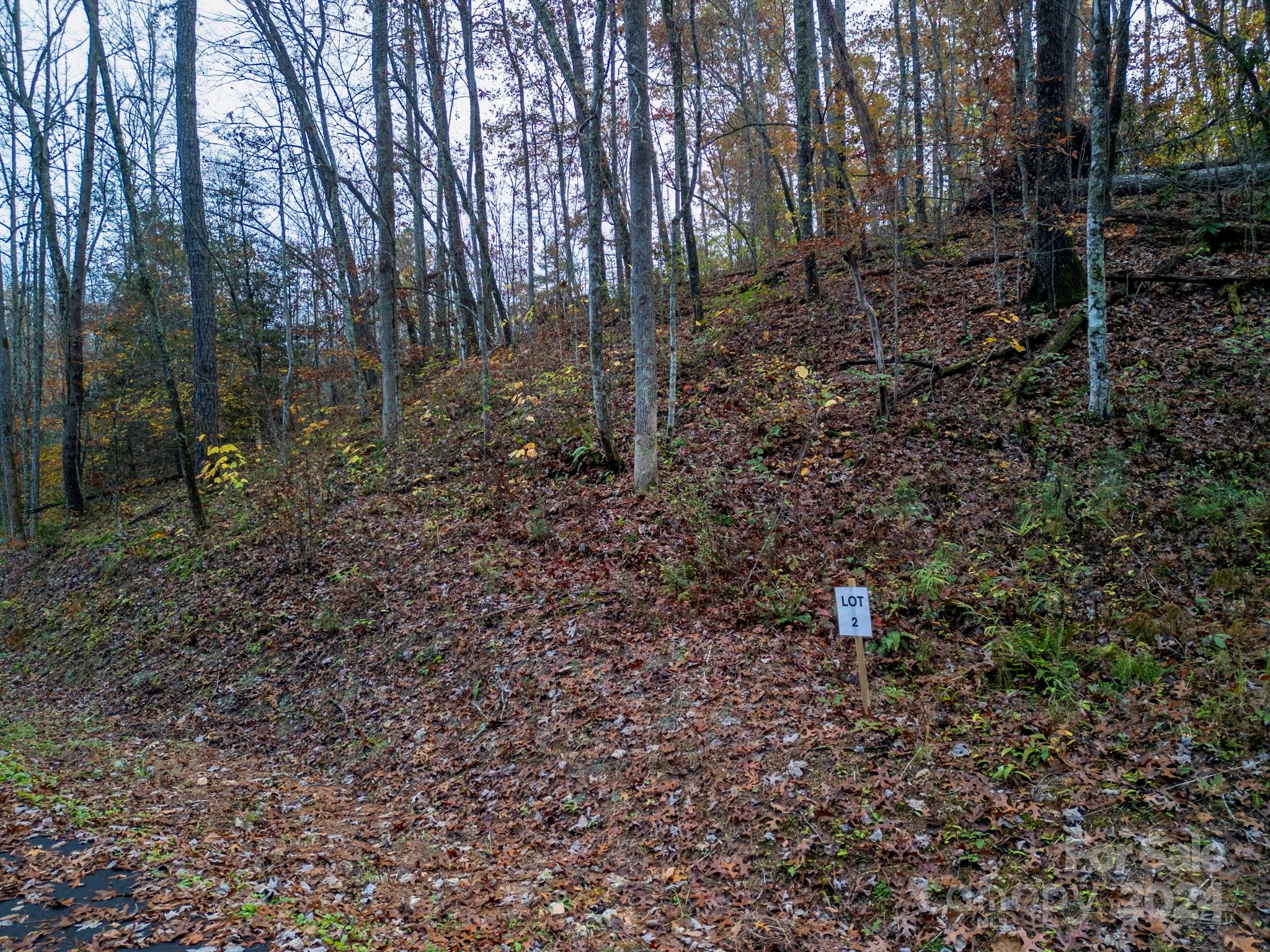 a view of a forest with trees