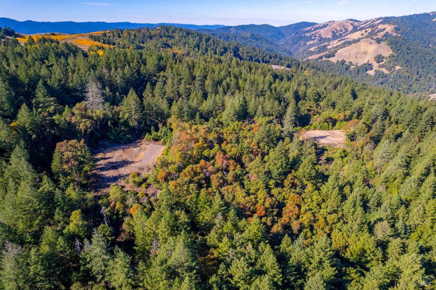 a view of a forest with a forest