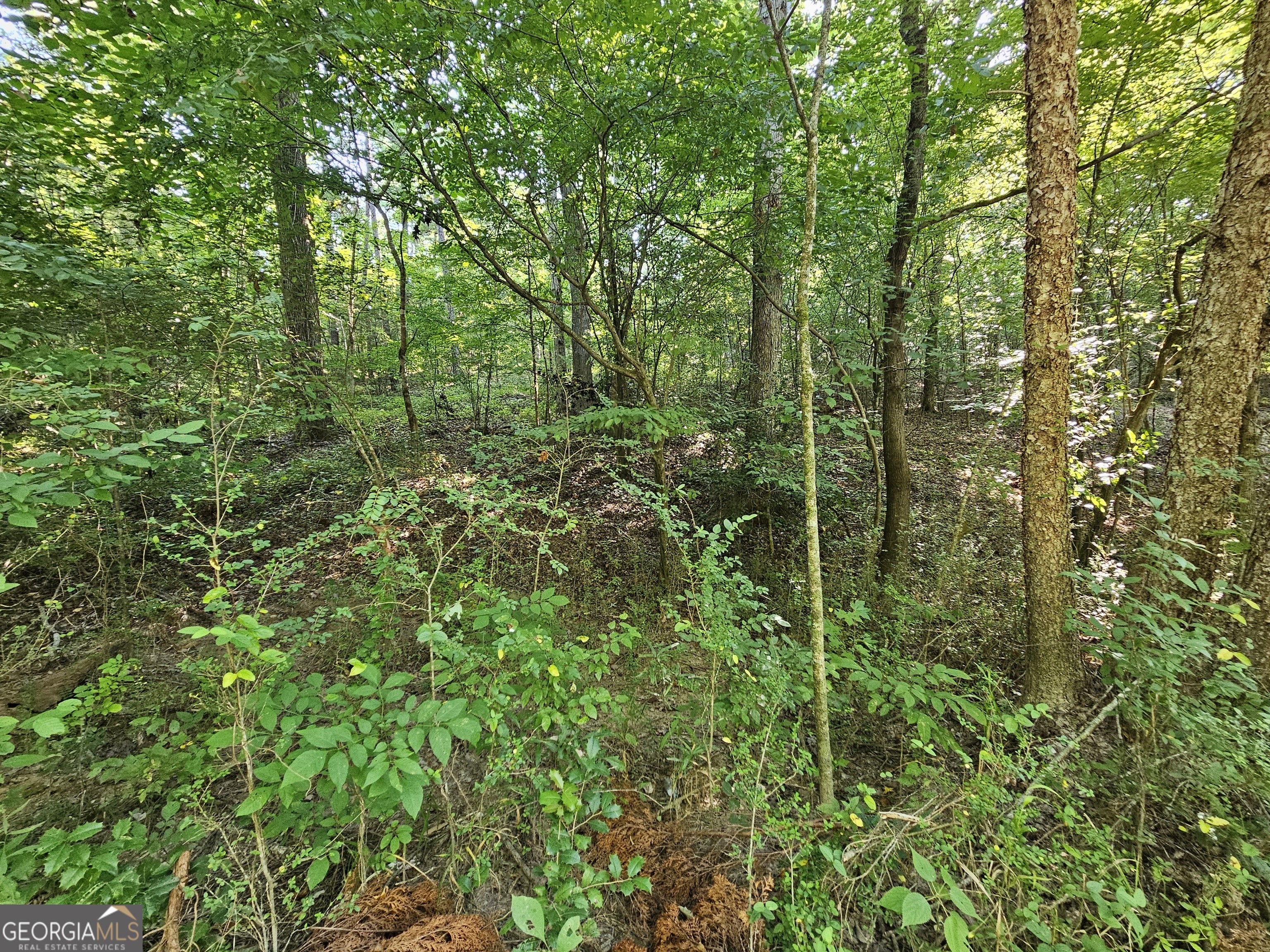 a view of a lush green forest