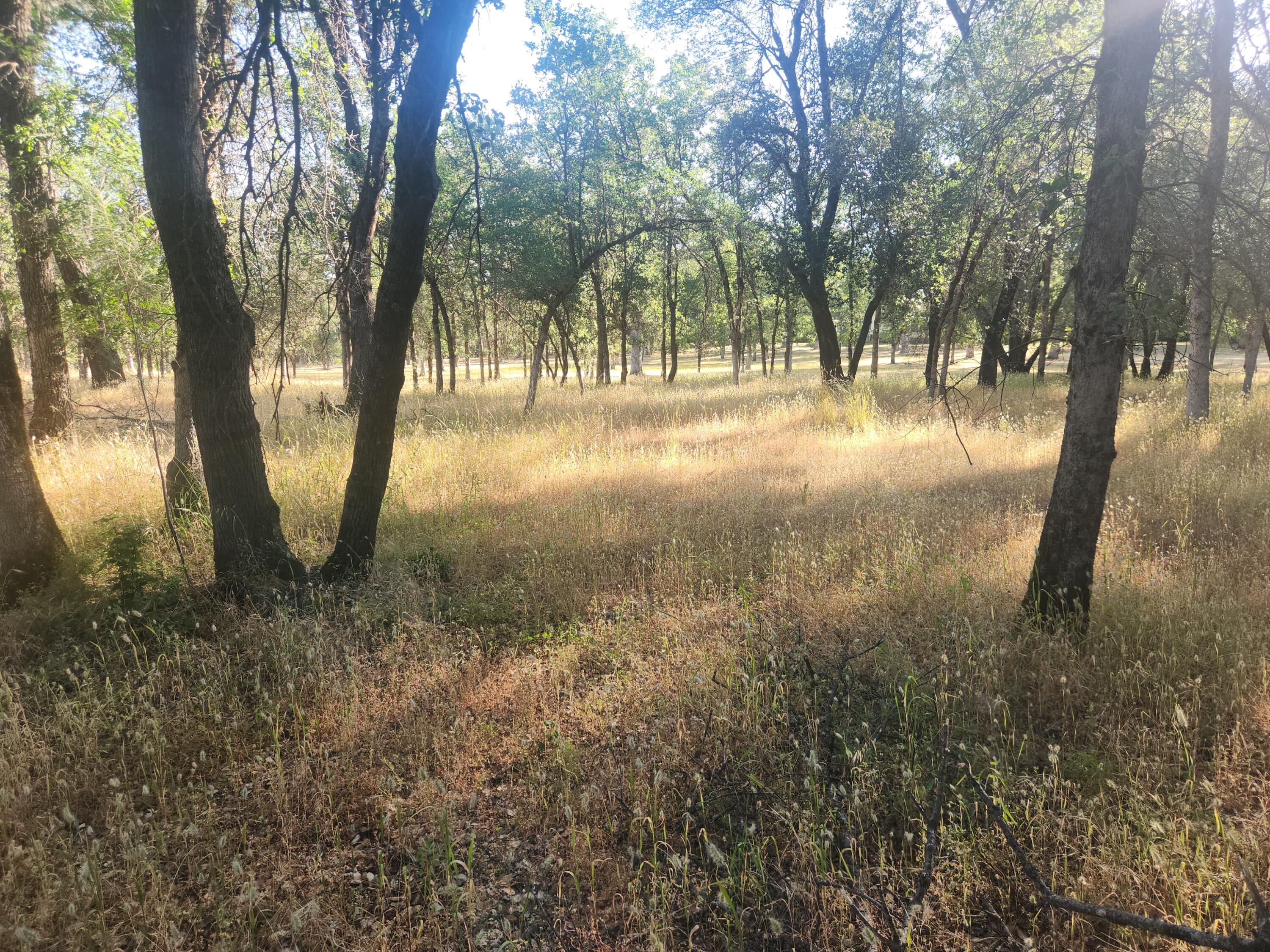 a view of outdoor space with trees