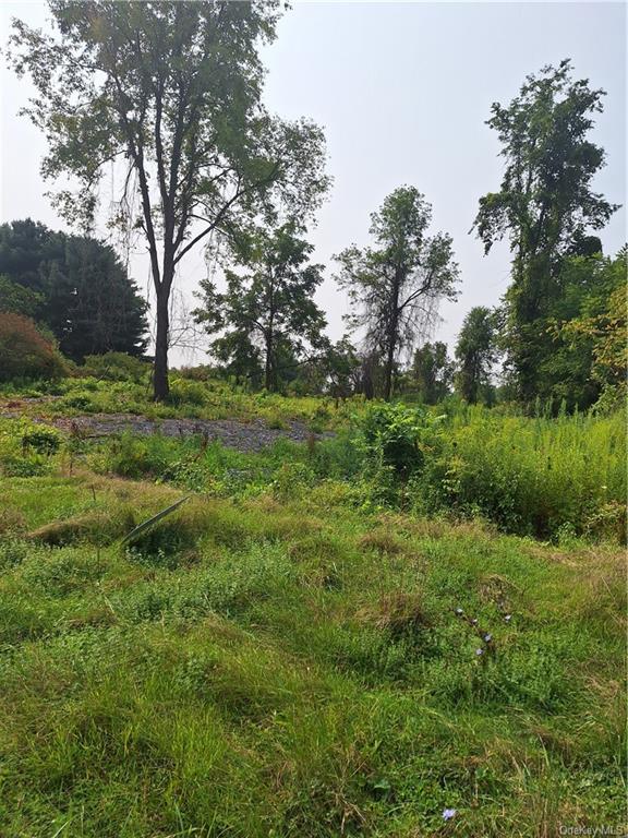 a view of a lush green space