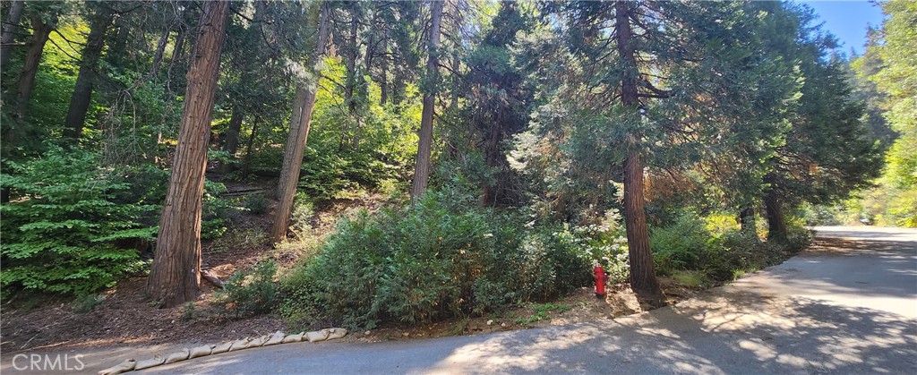 a view of a forest with trees