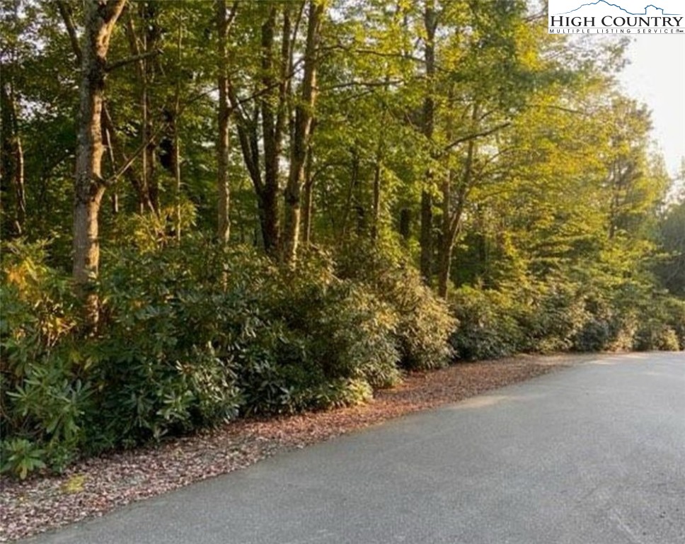 a view of a road with plants and large trees