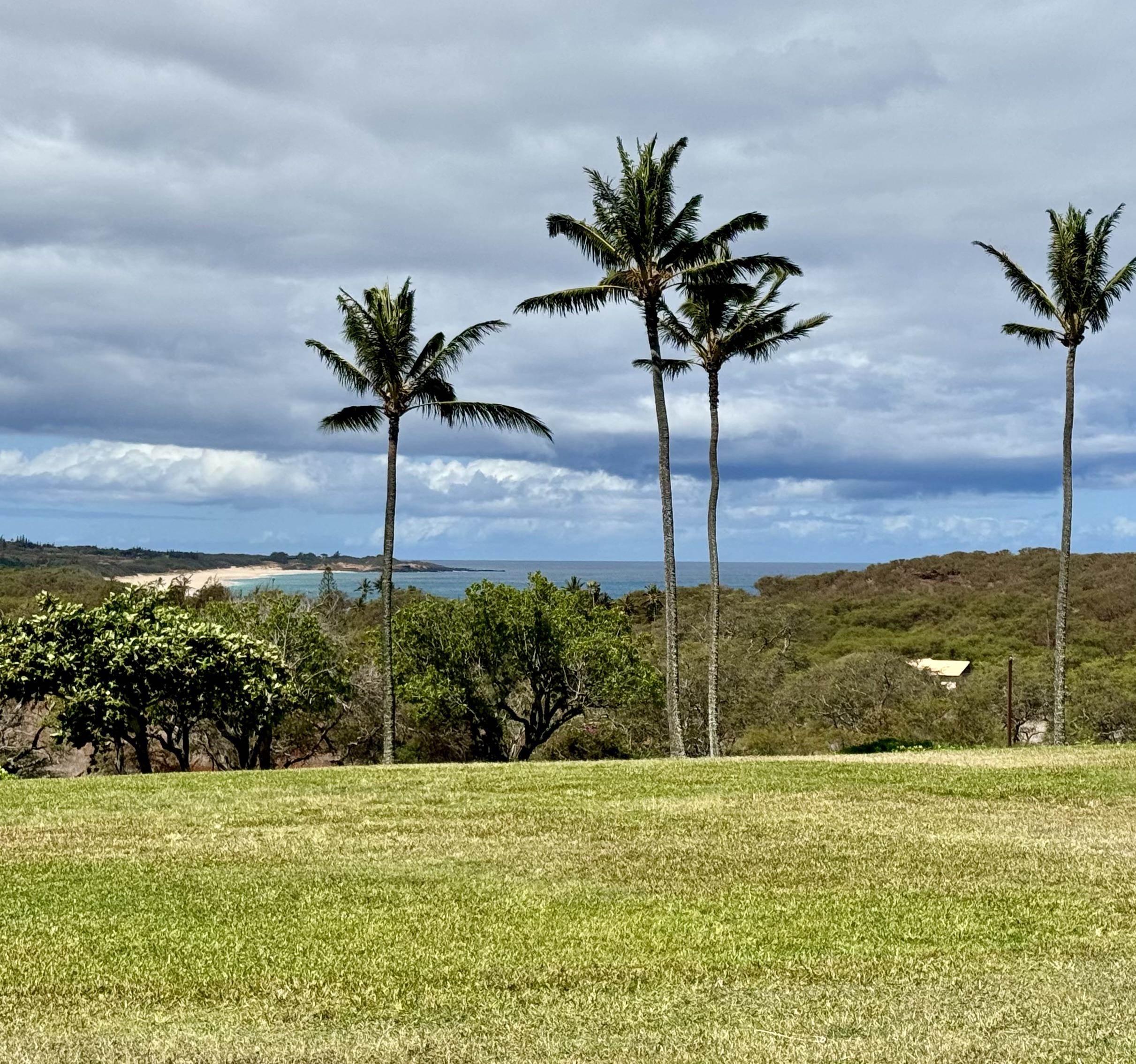 a palm tree sitting in a yard next to a building