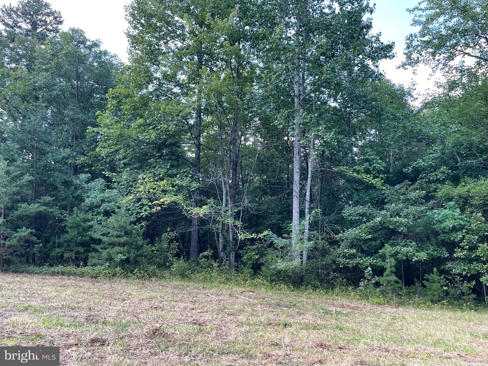 a view of a forest with trees in the background