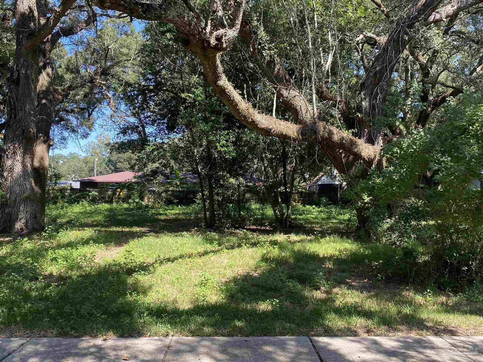 a view of a yard with plants and large trees