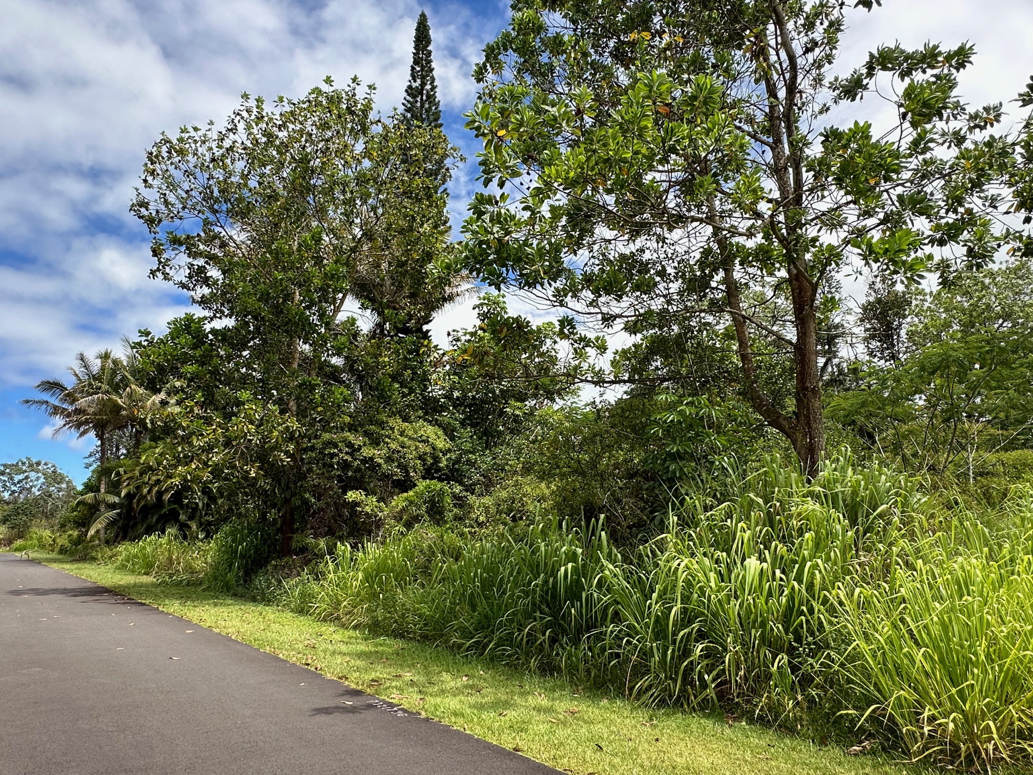 a view of a garden