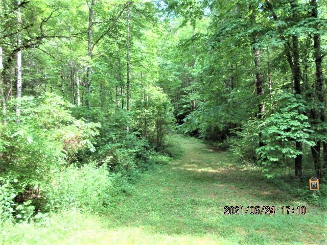 a view of a lush green space