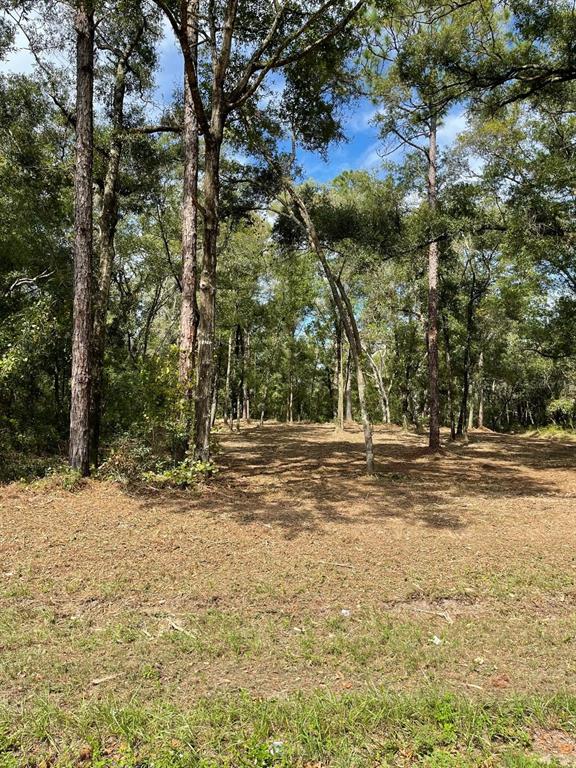 a view of a yard with trees