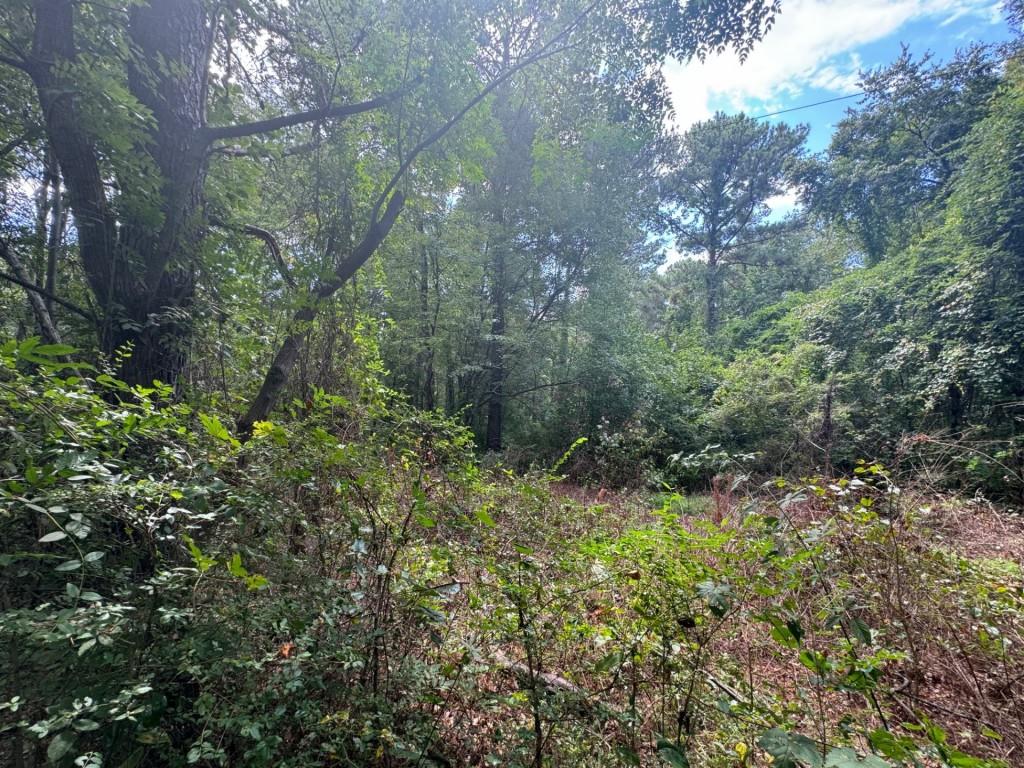 a view of a forest with a tree