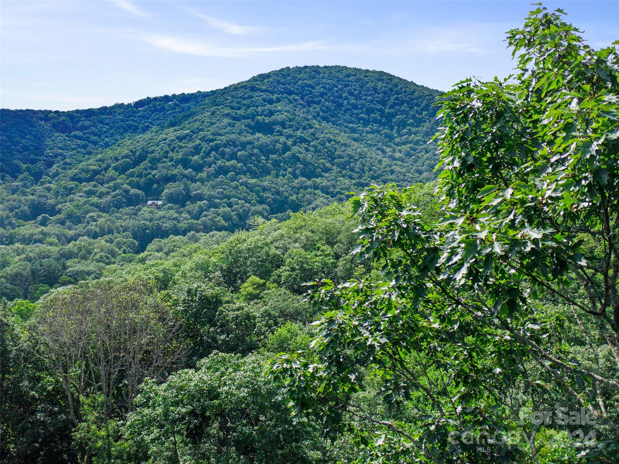 a view of a lush green forest with trees in the background