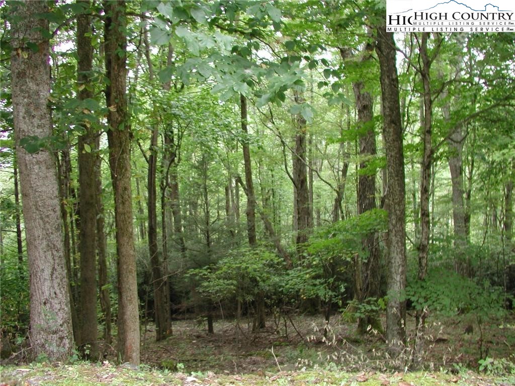 a view of a forest from a bench